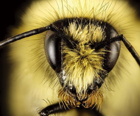 애팔래치아 산맥에서 흔히 볼 수 있는 뒤영벌의 얼굴. 작고 사랑스러운 콧수염이 달려 있다.