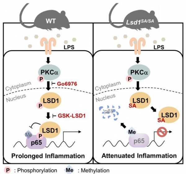 염증반응에서 LSD1 인산화의 역할LPS에 의해서 PKCα가 활성화 되어 핵 내로 들어오면 LSD1을 인산화 시킨다. 인산화된 LSD1은 p65와 결합하게 되어 p65를 탈메틸화 시키고, 이를 통해 p65단백질은 안정화되어 지속적인 염증반응이 나타난다는 것을 새롭게 밝혔다. Lsd1SA/SA 돌연변이 마우스의 경우에는 LSD1의 인산화가 일어나지 않아 p65를 안정화시킬 수 없게 되어 염증반응이 지속되지 못하는 것도 확인하였다.
