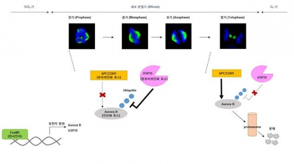 세포분열과정동안 USP35에 의한 Aurora B 단백질의 조절 기전Aurora B 단백질은 세포분열 (Mitosis) 과정 동안 염색체의 분리 및 세포질분열에 관여하여 정상적인 세포분열이 일어나도록 도와주는 필수 단백질이다. 세포분열이 시작되면 탈유비퀴틴화 효소인 USP35가 유비퀴틴화 효소 (APC/CDH1)에 의한 Aurora B의 분해를 막고 안정화시켜 Aurora B의 기능을 지속적으로 유지시켜준다. 이 후 세포분열 말기 (Telophase)에 유비퀴틴화 효소가 활성화되면서 Aurora B를 유비퀴틴화시켜 프로테아좀 (proteasome)에 의한 분해를 촉진시킨다. USP35 유전자 발현은 Aurora B와 마찬가지로 S/G2기 때 전사인자인 FoxM1에 의해 조절된다.