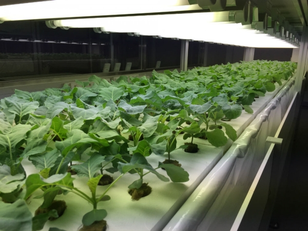 KIST SFS융합연구단의 스마트 인공광형 식물공장 모습