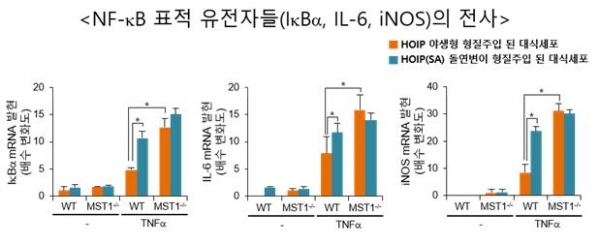 MST1가 NF-κB 신호 전달 경로에 미치는 영향 : 생쥐에서 유래한 대식세포에 TNFα를 처리해 염증반응을 유도했다. MST1이 결핍된 세포에서는 NF-κB 표적 유전자들의 전사/번역이 높게 나타났다. 이를 통해 MST1이 NF-κB 신호전달계를 제어할 수 있음을 규명하였다.
