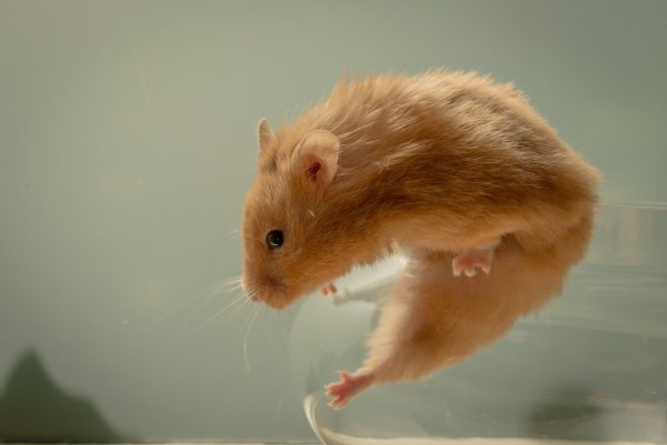 광주과학기술원 연구진은 실험용 쥐를 사용해 Y염색체 조절에 관여해 출생성비를 조절하는 유전물질을 찾아냈다. Unsplash 제공