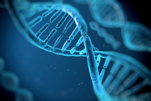 인간의 게놈이 최초로 밝혀졌다.