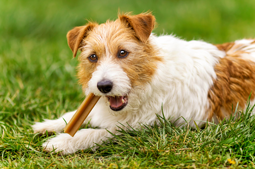 미국과 캐나다에서 대마초에 중독된 애완동물이 늘고 있다.