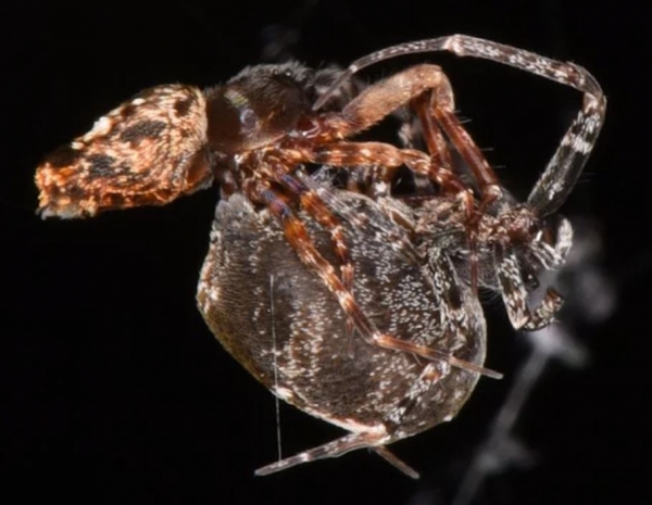 짝짓기후 폭발적인 점프로 암컷을 피하는 거미가 관찰됐다.