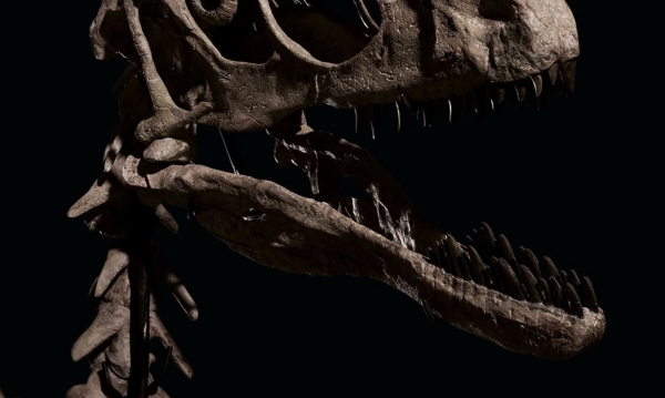 최근 경매에서 한 공룡의 잘 보존된 화석이 159억원에 팔렸다.