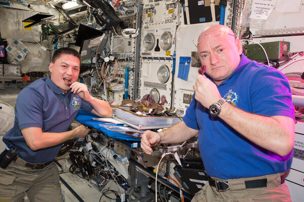 2015년 8월 10일, 스콧 켈리 (오른쪽)와 키엘 린드그렌 (왼쪽)이 우주정거장 (ISS)에서 재배한 적상추 'Outredgous' 품종을 시식하고 있다. 출처=NASA