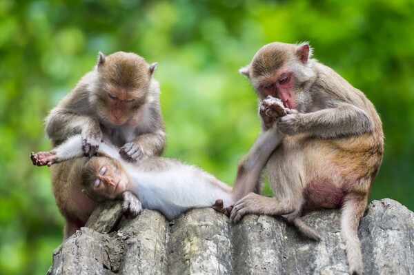원숭이들은 털 고르기를 통해 친밀감을 표현한다. [출처=셔터스톡]