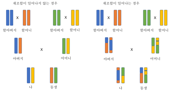 염색체 하나가 후손들에게 유전되는 양상. ‘재조합되지 않는 경우’ (왼쪽)와 ‘재조합되는 경우’ (오른쪽)의 두 가지 경우를 비교했다. 출처=필자 제공.