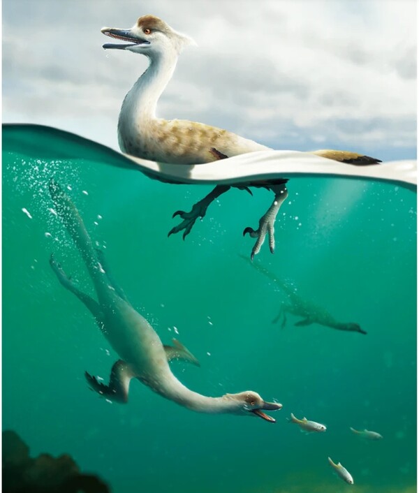 유선형의 몸을 가진 비조류 공룡은 수영에 대한 잠재적인 적응을 보여준다. 출처=커뮤니케이션바이올로지