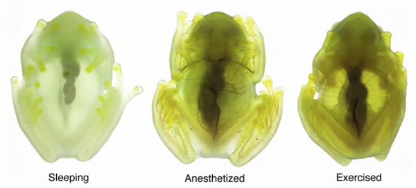 유리개구리가 잠잘 때(왼쪽), 마취상태(가운데), 깨어 있을 때의 몸 투명도. 출처=논문저자 Jesse Delia