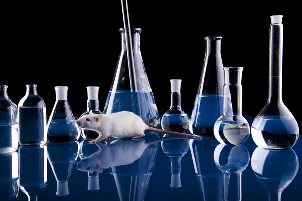 식품의약품화장품법 개정으로 동물실험 없이 FDA의 의약품 허가를 받을 수 있게 되었다. [이미지 출처=클립아트코리아] 