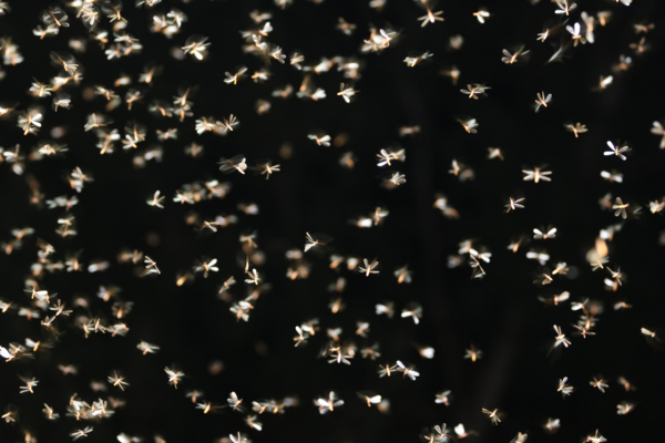 벌레들은 비교적 간단하고 에너지 효율이 좋은 장애물 회피 신경회로를 통해 길을 찾는다. [이미지 출처=Shutterstock] 