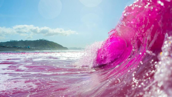2023년 1월 20일 토리 파인즈 스테이트 해안의 분홍색 물결. [이미지 출처=Erik Jepsen／UC San Diego]