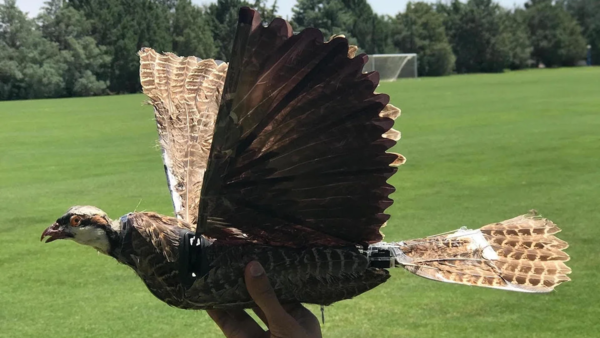연구자들은 새들이 꿩의 머리와 깃털, 비둘기의 날개, 인공 부품으로 만들어진 이 드론이 가짜라는 것을 눈치채지 못하기를 바란다. [이미지 출처=MOSTAFA HASSANALIAN]