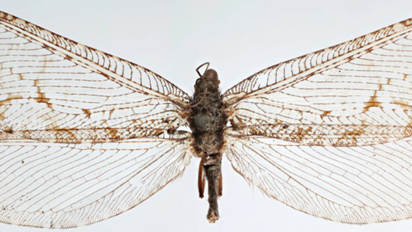큰풀잠자리 표본은 온라인 곤충학 수업에서 우연히 정체가 밝혀졌다. [이미지 출처=마이클 스크발라/펜실베이니아 주립대학교] 