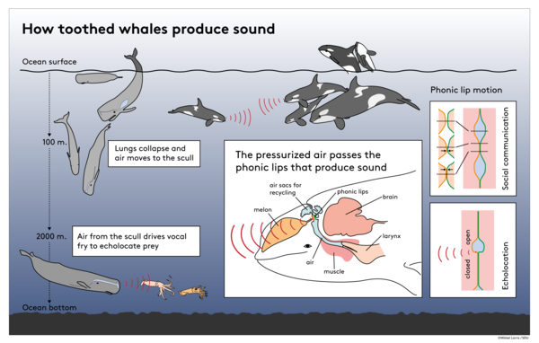 이빨고래가 어떻게 소리를 내는지 설명하는 그림. [이미지 출처=미켈 래리스/남 덴마크 대학교]