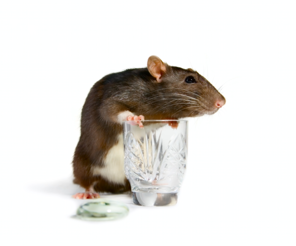 FGF21을 주사한 생쥐는 알코올로 인한 해로운 효과로부터 더 빨리 각성하는 것으로 나타났다. [이미지 출처=셔터스톡] 