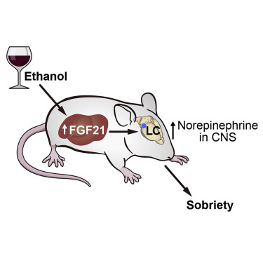 FGF21은 노르에피네프린성 신경계를 활성화하여 알코올 중독에 대응한다. [이미지 출처=최미화 외]