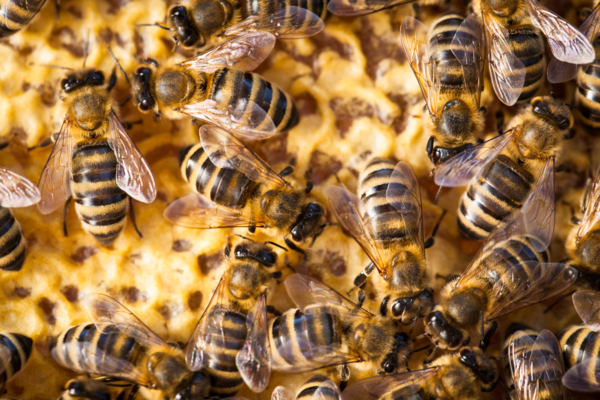 나이 든 숙련된 벌은 어린 벌들에게 복잡한 8자 춤을 가르칠 수 있다. [이미지 출처=클립아트코리아] 