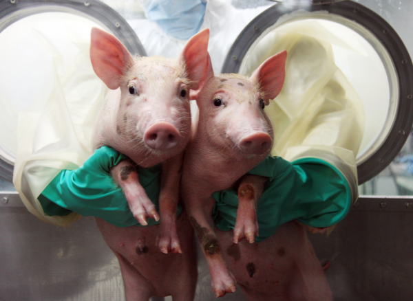 이종 간 장기 이식을 위해 유전자를 제어한 돼지. 사진은 국립축산과학원이 개발한 형질전환 돼지이다. [이미지 출처=국립축산과학원] 
