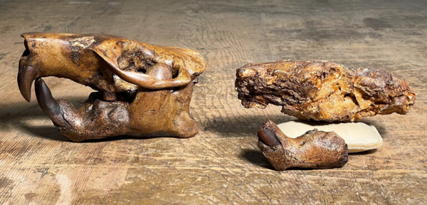 고대 비버 안키테리오미스 벅세이의 두개골 화석 일부. [자료=매튜 브라운 / 오스틴텍사스 잭슨 지구과학대학원]