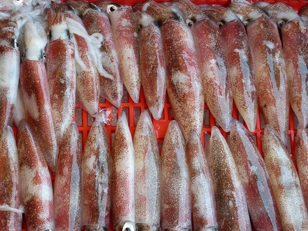 해양수산부는 최근 개체 수가 급감하는 살오징어 수산자원 보호를 위해 4월부터 2달간 금어기를 운영한다고 발표했다. [이미지 출처=픽사베이/falco]