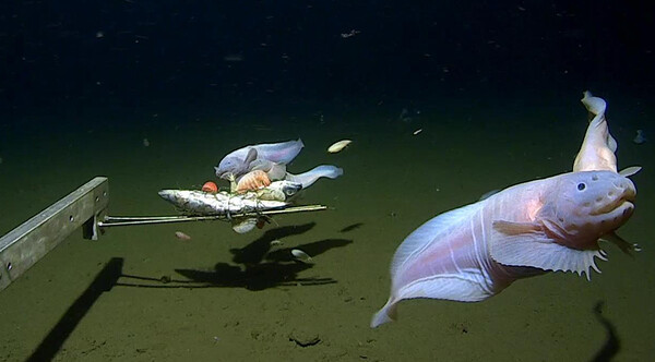 호주 웨스턴오스트레일리아대와 일본 공동 연구팀이 8022m 해저에서 두 마리의 물고기를 포획하는 데 성공했다. [이미지 출처=호주 웨스턴오스트레일리아 대학교]