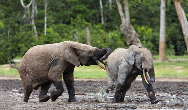 코끼리는 사회적 상호작용을 하는 동물로 알려져 있다. [사진=클립아트코리아]