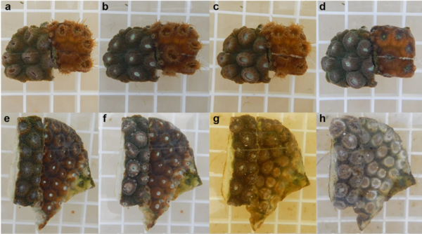 건강한 거대 별 산호(a,b,c,d)와 돌산호 조직 손실 질병에 걸려 죽어가는 산호(e,f,g,h) [자료=Chemical and genomic characterization of a potential probiotic treatment for stony coral tissue loss disease]
