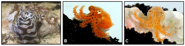 피그미 제브라 문어의 연령별 모습. (A) 생후 1년, (B) 생후 1일, (C) 생후 5일. [자료=Individually unique, fixed stripe configurations of Octopus chierchiae allow for photoidentification in long-term studies]