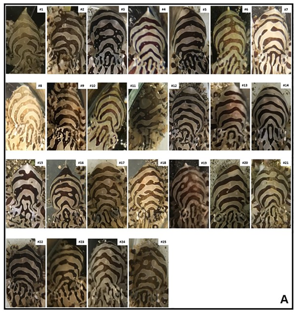관찰 대상인 피그미 제브라 문어 25마리의 문양. [자료=Individually unique, fixed stripe configurations of Octopus chierchiae allow for photoidentification in long-term studies]
