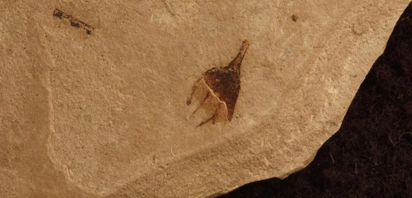 최소 4천만 년 된 화석에서 발견한 고추 식물의 흔적 [사진=R.Deanna / 콜로라도 대학교]