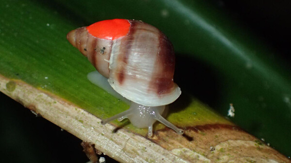 새로 방사한 파르툴라 달팽이들에 붉은색 염료로 표식을 찍었다. 잘 적응했는지 추후 확인하기 위해서다. [사진=ZSL]
