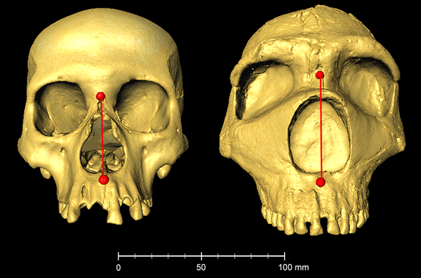 현생 인류(왼쪽)과 네안데르탈인(오른쪽) 두개골 비교 [자료=Automatic landmarking identifies new loci associated with face morphology and implicates Neanderthal introgression in human nasal shape]