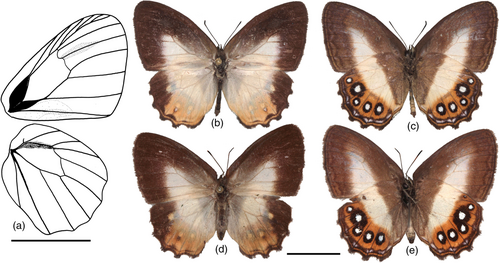 사우론에서 이름을 따온 나비 사우로나 트라이앵굴라. b, c는 수컷 d, e는 암컷이다. [자료=Combining target enrichment and Sanger sequencing data to clarify the systematics of the diverse Neotropical butterfly subtribe Euptychiina ]