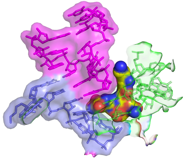 스트렙토트리신-F(노란색)이 16S rRNA(초록색)의 리보솜에 접합했다. 균은 단백질 합성에 어려움을 겪고 죽게 된다. [자료=제임스 커비, 조 왓슨 외, 2023, eLIFE, CC-BY 4.0.] 