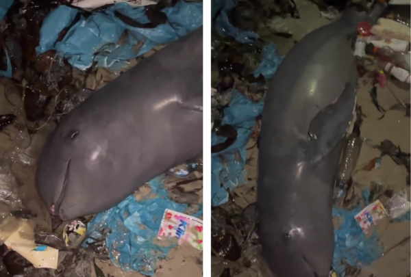 자선 단체 카르마가와는 SNS를 통해 인도네시아 해변 쓰레기 더미에서 죽은 채 발견된 이라와디돌고래의 영상을 공개했다. 이라와디돌고래는 국제자연보전연맹 적색 목록에 '절멸 위기' 단계로 분류된 멸종 위기 보호종이다. [사진=카르마가와 인스타그램 캡처] 