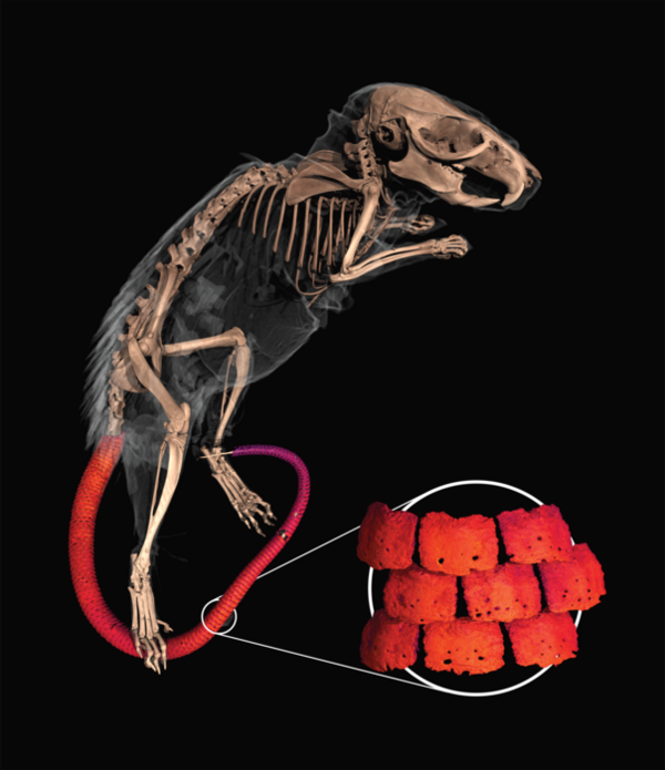 가시쥐는 꼬리의 피부 바로 아래에 골판(Osteoderm)이라는 뼈조직을 생산한다. 이 뼈판은 동물이 공격을 받을 때 분리되어 빠르게 도망갈 수 있게 도와준다 [사진= 에드워드 스탠리 / 플로리다 박물관]