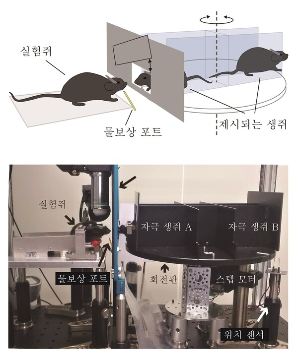 실험쥐가 두 마리의 형제 생쥐를 다른 개체로 인식하는지 알아보기 위한 실험 이미지와 실제 장치의 모습. [사진=기초과학연구원] 