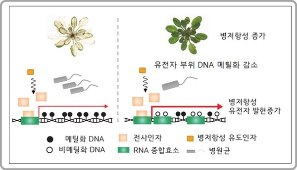 유전자 부위의 DNA 메틸화를 통한 식물의 병 저항성 기억 모델. DNA 메틸화가 감소하면 식물은 병원균 공격에 더 빠르고 강력한 방어 반응을 일으키도록 준비된 상태가 된다. 이후 병원균이 식물을 공격할 경우 병 저항성 유전자 발현이 빠르게 증가해 식물의 병 저항성이 증가한다. [사진=포항공과대학교 황일두 교수] 