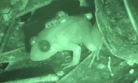 갓 태어난 올챙이들을 등 뒤에 올린 림노넥테스 팔라바넨시스 개구리 [자료=Prolonged parental behaviour by males of Limnonectes palavanensis (Boulenger 1894), a frog with possible sex-role reversal]