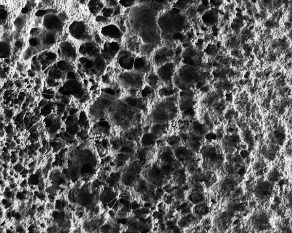 건조된 신소재 하이드로겔을 현미경으로 확대한 모습 [사진=Gustav Graeber, Carlos D. Díaz-Marín / MIT]