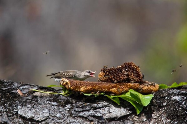 모잠비크 니아사 특별 보호구역에서 밀랍을 먹고 있는 벌꿀길잡이 새 [사진=Dominic Cram]