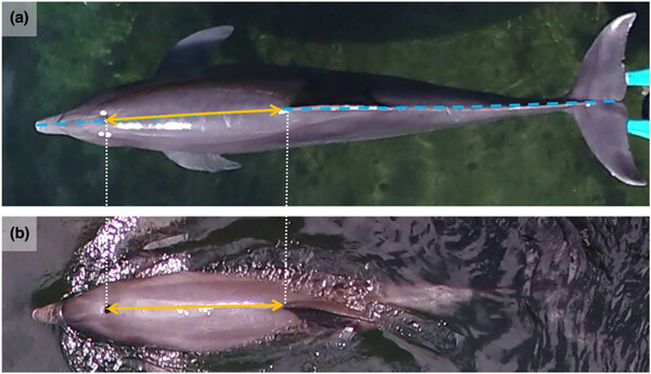 하와이 대학교 연구진이 돌핀퀘스트 오아후와 협력해 큰돌고래를 촬영한 사진. (a)는 정지한 모습으로 숨구멍에서 지느러미까지 표시했다. (b)는 수영하며 이동중인 사진으로 숨구멍과 지느러미까지 표식을 적었다. [자료=Quantifying the age structure of free-ranging delphinid populations: Testing the accuracy of Unoccupied Aerial System photogrammetry]