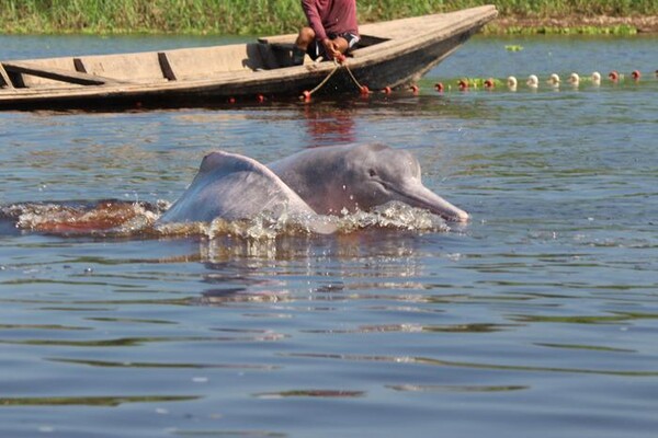 아마존강돌고래가 헤엄치는 모습 [사진=Jose Luis Mena]