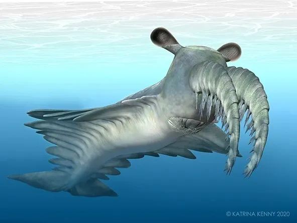 아노말로카리스 카나덴시스는 캄브리아기 시기 동안 생존했던 해양 생물이다. 해당 생물을 재현한 그림 [사진=Katrina Kenny]