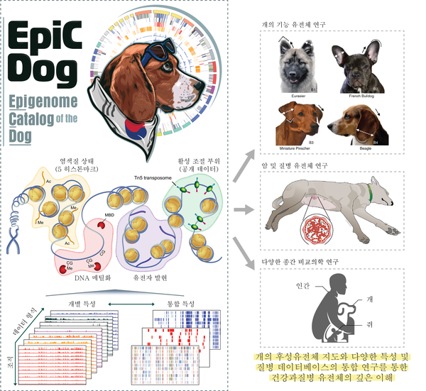 서울대학교 조제열 교수 연구팀은 EpiC Dog (Epigenome Catalog of the Dog) 프로젝트를 통해 (그림 왼쪽) 개의 11개 조직에 대해 DNA상의 다양한 후성유전체적인 특성과 그 결과인 유전자 발현을 데이터화하고 개별적 또는 통합적 지도를 작성했다. (그림 오른쪽) 그리고 이를 이용해 다양한 개의 품종 유전체 연구, 암과 질병 연구, 그리고 종간 비교의학 연구 등에 광범위하게 사용될 수 있음을 보였다. [사진=서울대학교 수의과대학 조제열 교수 연구팀] 