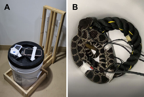 뱀에 스트레스를 주기 위해 어두운 공간에 20분 간 놓았다. 심박수 측정으로 정신적 압박을 받는 정도를 파악했다. [자료=Social security: can rattlesnakes reduce acute stress through social buffering?]