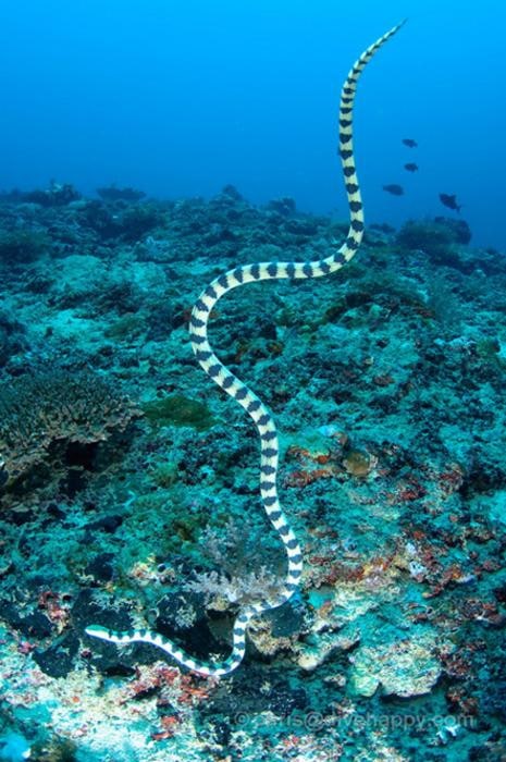 얼룩바다뱀은 새로 진출한 바다 환경에 적응하기 위해 시각능력을 개선한 것으로 추정된다. [사진=Chris Mitchell]